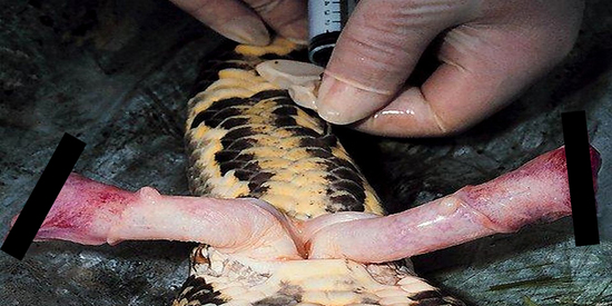 那些动物界里千奇百怪的丁丁，外形奇诡尺寸惊人