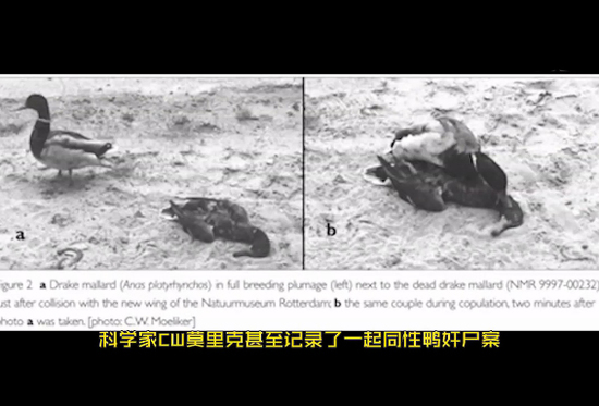 那些动物界里千奇百怪的丁丁，外形奇诡尺寸惊人