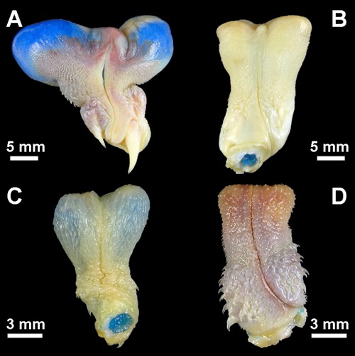 那些动物界里千奇百怪的丁丁，外形奇诡尺寸惊人