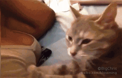 那些动物界里千奇百怪的丁丁，外形奇诡尺寸惊人