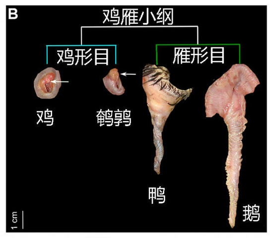 那些动物界里千奇百怪的丁丁，外形奇诡尺寸惊人