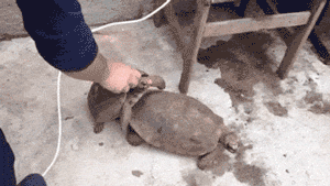 那些动物界里千奇百怪的丁丁，外形奇诡尺寸惊人