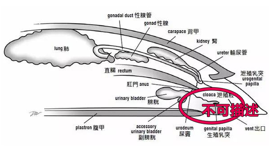那些动物界里千奇百怪的丁丁，外形奇诡尺寸惊人