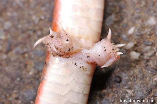 那些动物界里千奇百怪的丁丁，外形奇诡尺寸惊人