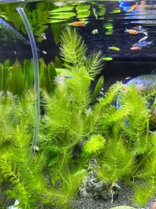 ​水藻怎么清除（这四种方法效果最好）