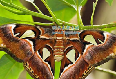 ​黑桕大蚕蛾:世界上最大的飞蛾 寿命短促惟有3个月时候