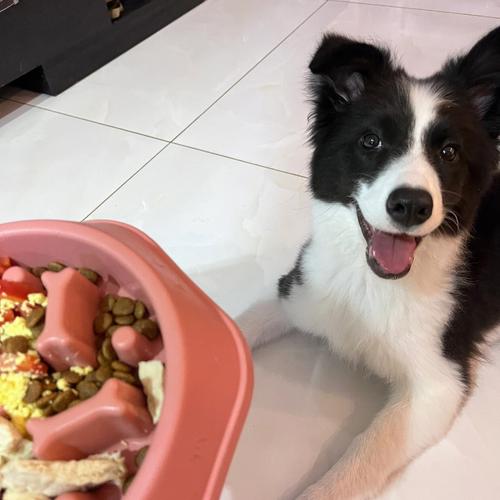 边牧吃什么（边牧可以吃什么）