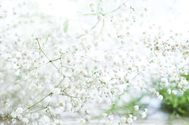 买什么花比较适合送人(送人就送这十大花种)(7)