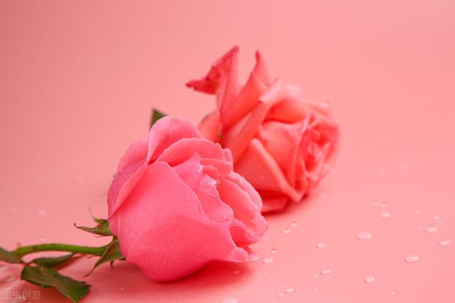 买什么花比较适合送人(送人就送这十大花种)(2)