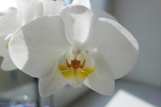 买什么花比较适合送人(送人就送这十大花种)(10)