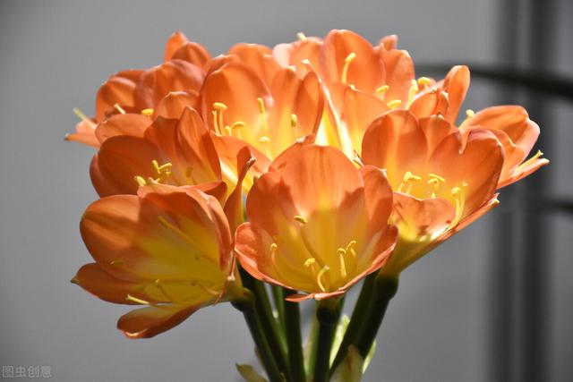 买什么花比较适合送人(送人就送这十大花种)(9)