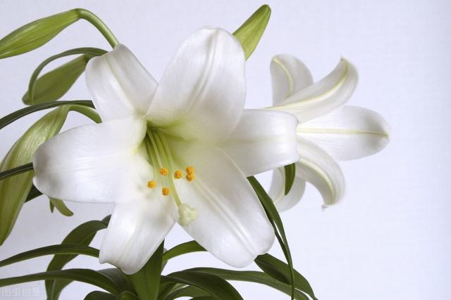 买什么花比较适合送人(送人就送这十大花种)(6)