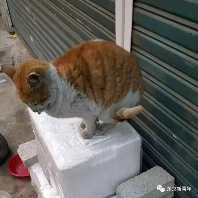 暖宝宝贴使用步骤（日本人把暖宝宝贴出了11种用法）(3)