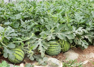 ​西瓜的种植方法与技术（西瓜的种植方法和管理）