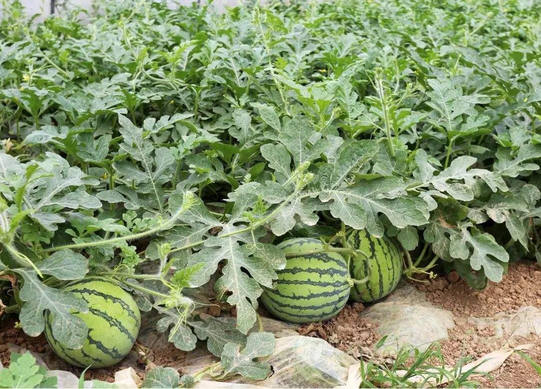 西瓜的种植方法与技术(西瓜的种植方法和管理)