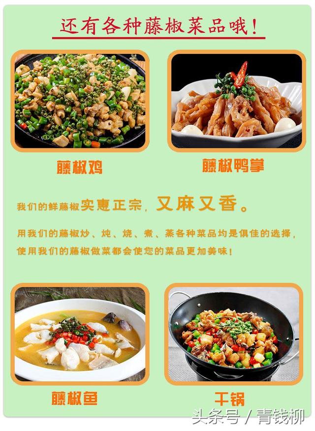 藤椒苗怎么种植(的育苗及种植技术)(3)