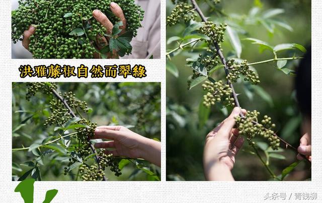 藤椒苗怎么种植(的育苗及种植技术)(2)