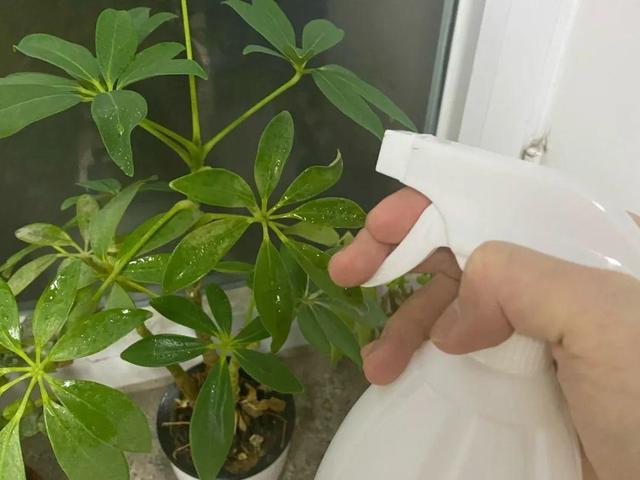 正确的给花浇水方法(给花浇水要小心)(3)