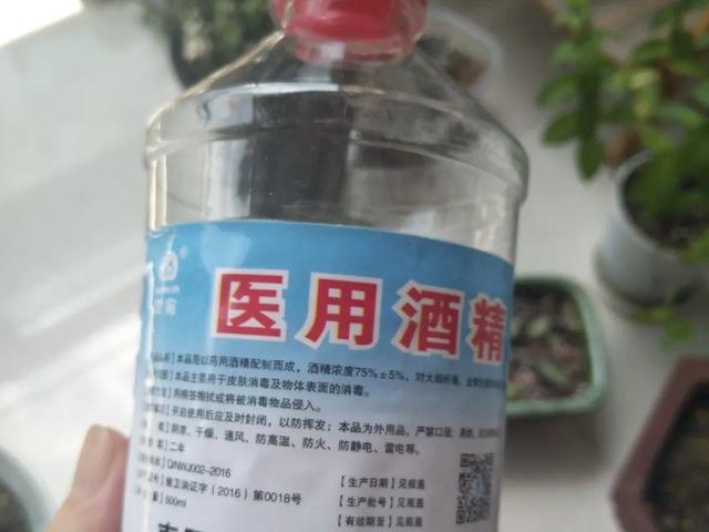 正确的给花浇水方法(给花浇水要小心)(7)