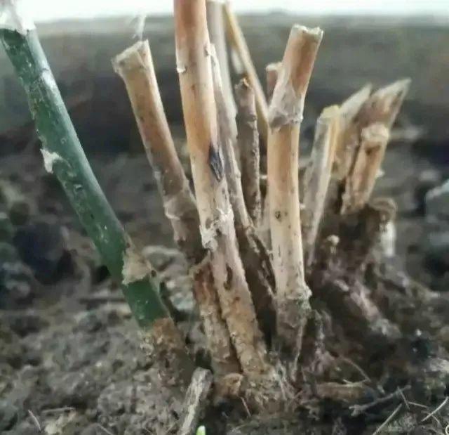 正确的给花浇水方法(给花浇水要小心)(20)