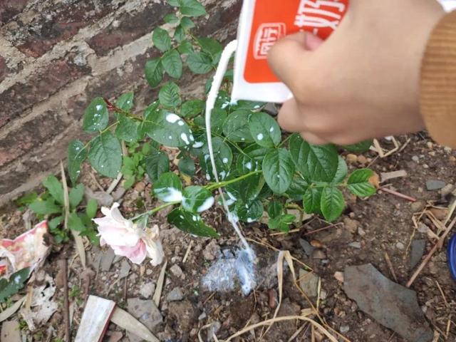 正确的给花浇水方法(给花浇水要小心)(15)