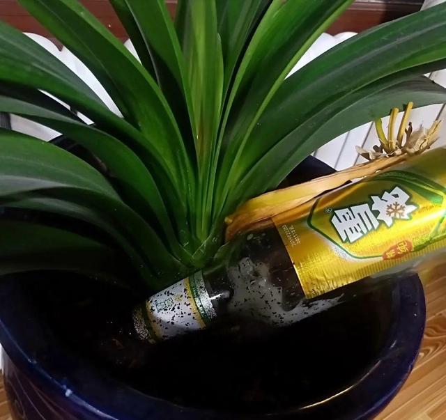 正确的给花浇水方法(给花浇水要小心)(11)