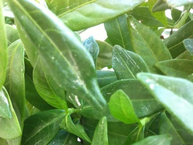 正确的给花浇水方法(给花浇水要小心)(8)