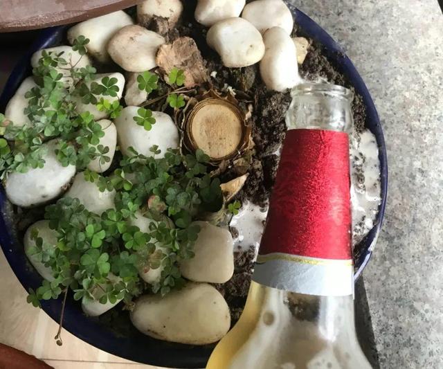 正确的给花浇水方法(给花浇水要小心)(12)