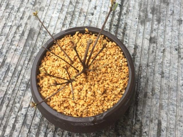 正确的给花浇水方法(给花浇水要小心)(5)