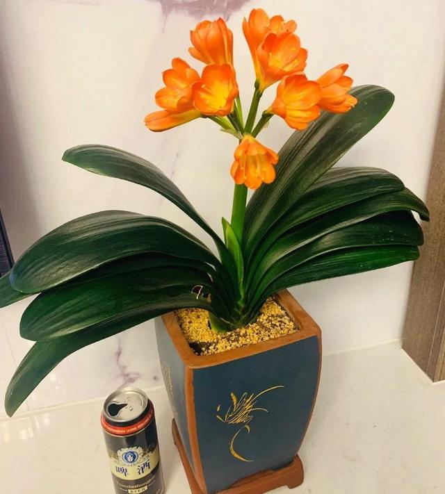 正确的给花浇水方法(给花浇水要小心)(13)