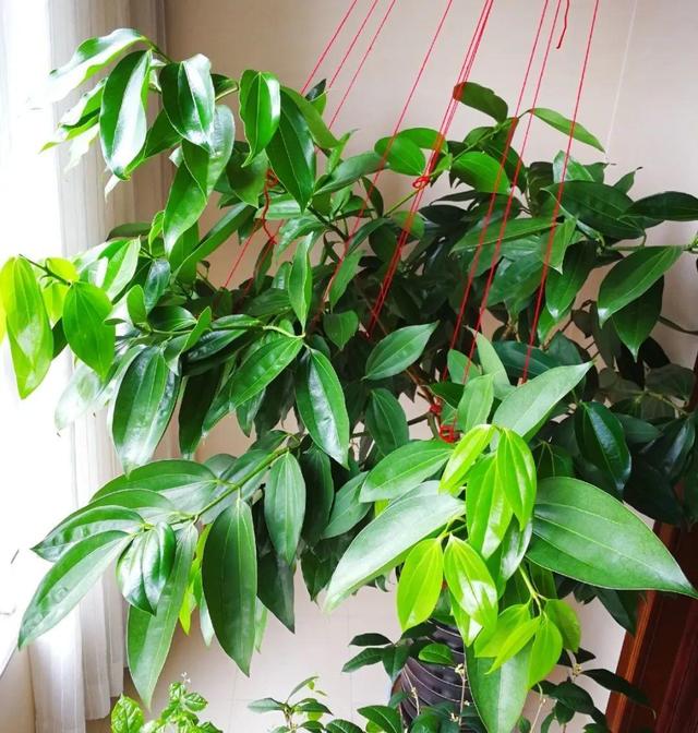 正确的给花浇水方法(给花浇水要小心)(9)