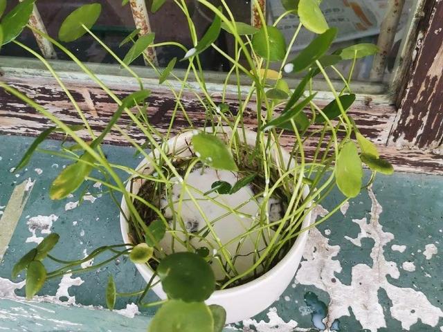 正确的给花浇水方法(给花浇水要小心)(16)