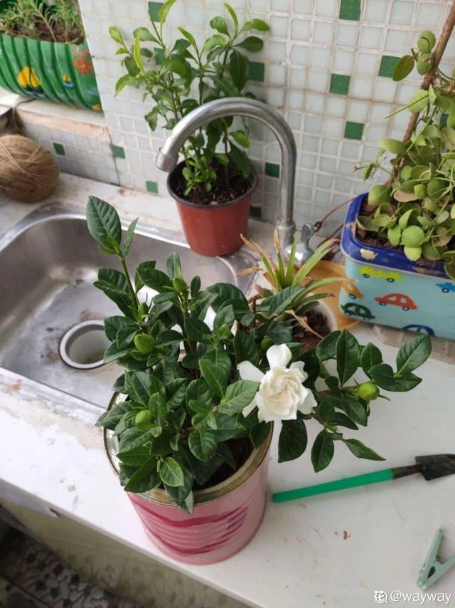 正确的给花浇水方法(给花浇水要小心)(21)