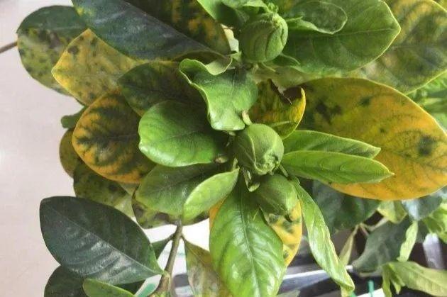 正确的给花浇水方法(给花浇水要小心)(19)