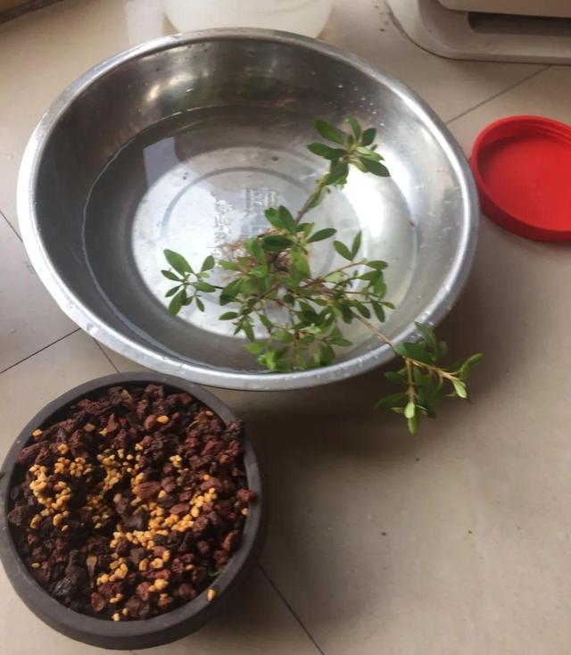 正确的给花浇水方法(给花浇水要小心)(4)