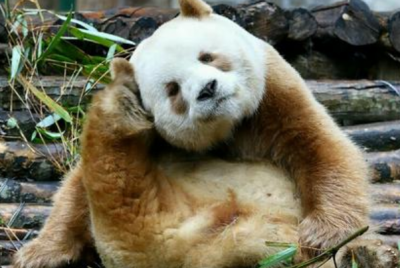 ​熊猫七仔为什么是棕色的?四大缘故，返祖局面_隐形基因