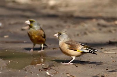 ​广东神兽金翅扑街鸟是什么意思：这次玩完了（谐音讽刺）