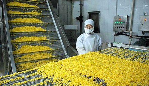 农村投资1万元做什么加工厂适合(农民该选择怎样的小型加工厂作为创业项目)