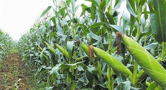 玉米为什么被称为外星来的植物