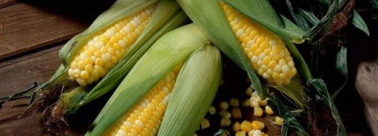 玉米是用什么繁殖的