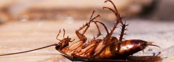 家里蟑螂多的原因,家里为什么会有蟑螂,家里有蟑螂怎么办?图1