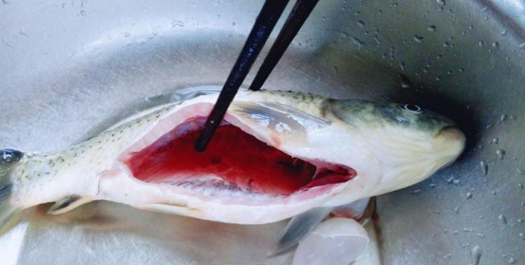 鱼怎么杀和清洗