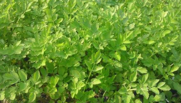 尿要放几天才可以浇菜,尿液几天浇一次蔬菜图2