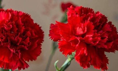 ​红色康乃馨代表什么,红色康乃馨代表什么意思