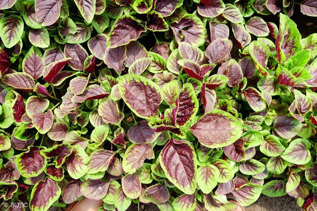 手机辐射对身体有什么伤害(手机辐射伤害大)(4)