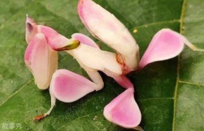 ​自然界当中的伪装高手 兰花螳螂可伪装成兰花(昼行性昆虫)