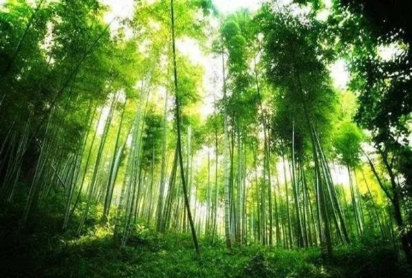 天然的指南针有哪些 ,要是你在野外迷了路大自然有哪些天然的指南针图3