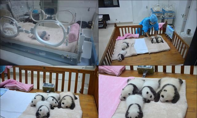 成都熊猫基地在哪，想问一下成都大熊猫基地有通地铁吗，或者有地铁规划到哪吗？图5