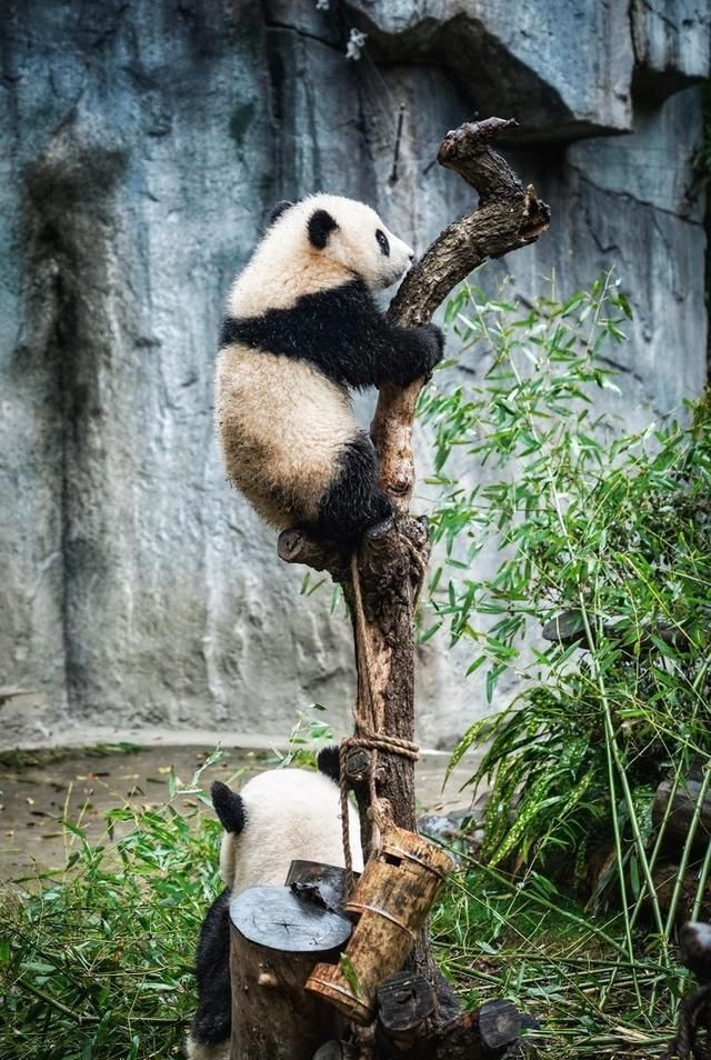 成都熊猫基地在哪，想问一下成都大熊猫基地有通地铁吗，或者有地铁规划到哪吗？图14