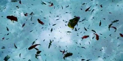 ​世界上果然有鱼雨吗?不计其数活鱼突如其来怎样回事
